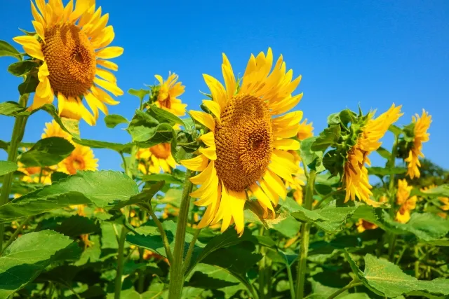 DataBindingオブジェクトにlifecycleOwnerを設定する理由